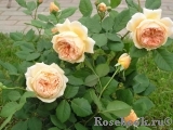 Crown Princess Margareta®