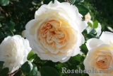 Crocus Rose® 