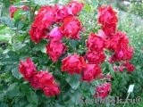 Black Forest Rose ®