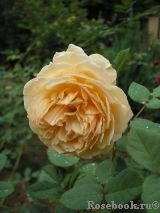 Crown Princess Margareta®