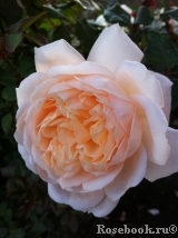 Crocus Rose® 