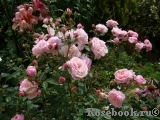 The Alnwick Rose