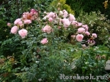 The Alnwick Rose