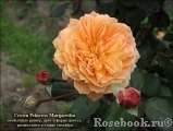 Crown Princess Margareta®