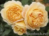 Crown Princess Margareta®