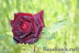 Black Baccara