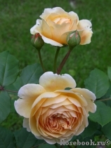 Crown Princess Margareta®