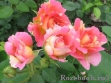 Rose des Cisterciens 