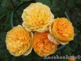 Crown Princess Margareta®