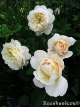 Crocus Rose® 