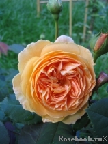 Crown Princess Margareta®