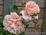 Abraham Darby