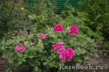 Oddfellows Rose, The