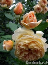 Crown Princess Margareta®