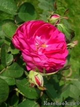 Rose de Rescht