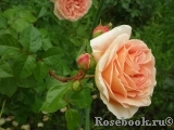 Abraham Darby