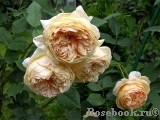 Crown Princess Margareta®