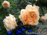 Crown Princess Margareta®