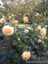 Crown Princess Margareta®