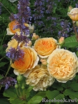 Crown Princess Margareta®