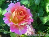 Rose des Cisterciens 