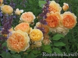 Crown Princess Margareta®