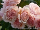 A Shropshire Lad