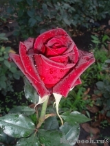 Black Baccara