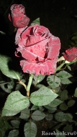 Black Baccara