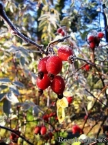 Rosa glauca 