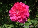 Sophy’s Rose 