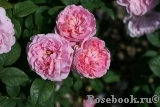 Cottage Rose 