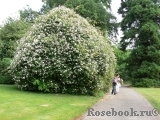 Paul’s Himalayan Musk 