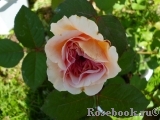 A Shropshire Lad