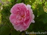 Cottage Rose 