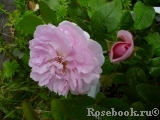 Cottage Rose 