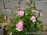 Cottage Rose 