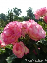 Bordure Rose 