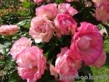 Bordure Rose 