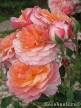 Rose de Gerberoy ®