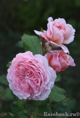 A Shropshire Lad