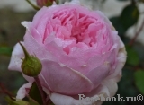 The Wedgwood Rose