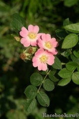 Rosa eglanteria 