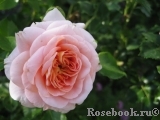 A Shropshire Lad