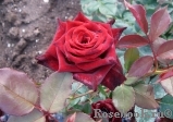 Black Baccara