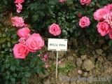 Bella Rosa  