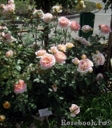 Abraham Darby