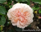 Garden of Roses 