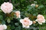 Garden of Roses 