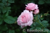 Rossetti Rose